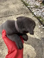 Purple Collar- Female- Blue Coat, a male Cane Corso for sale in Waldorf, MD – Photo 2 of 4