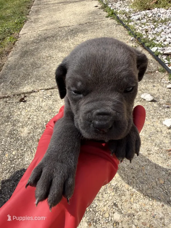 Purple Collar- Female- Blue Coat – Cane Corso puppy for sale in Waldorf, MD
