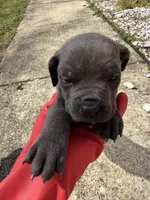 Purple Collar- Female- Blue Coat, a male Cane Corso for sale in Waldorf, MD – Photo 1 of 4