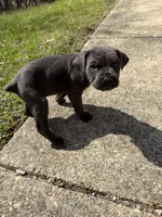 Purple Collar- Female- Blue Coat, a male Cane Corso for sale in Waldorf, MD – Photo 3 of 4