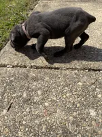 Purple Collar- Female- Blue Coat, a male Cane Corso for sale in Waldorf, MD – Photo 4 of 4