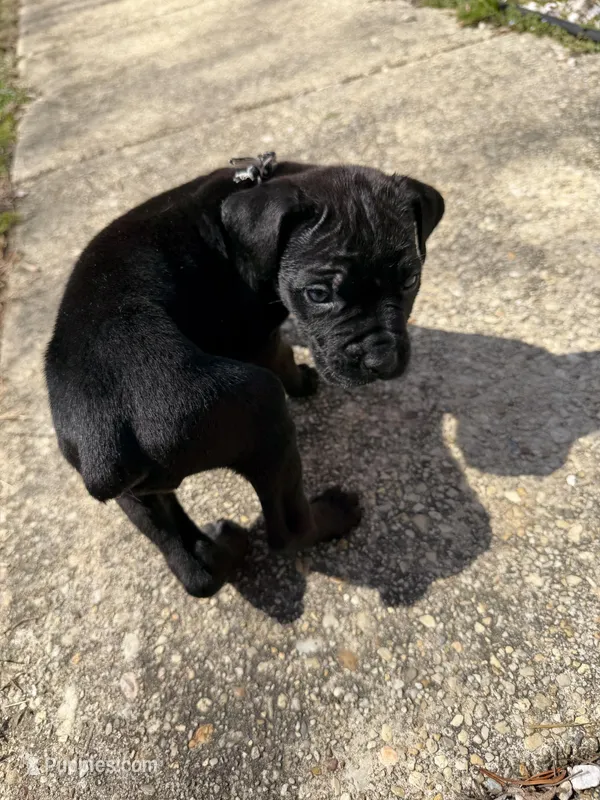 Red Collar- Male- Black Coat – Cane Corso puppy for sale in Waldorf, MD