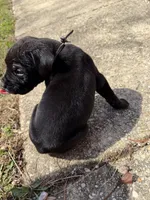 Red Collar- Male- Black Coat, a male Cane Corso for sale in Waldorf, MD – Photo 2 of 3