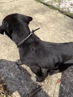 Red Collar- Male- Black Coat, a male Cane Corso for sale in Waldorf, MD – Photo 3 of 3