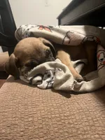 Tan Collar- Fawn- Male, a male Cane Corso for sale in Waldorf, MD – 6 of 7