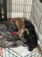 Tan Collar- Fawn- Male, a male Cane Corso for sale in Waldorf, MD – 2 of 9