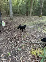 Red Collar - Male / Black, a male Cane Corso for sale in Waldorf, MD – 9 of 9