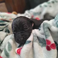 Pink Collar - Female / Black, a female Cane Corso for sale in Waldorf, MD – Photo 2 of 3