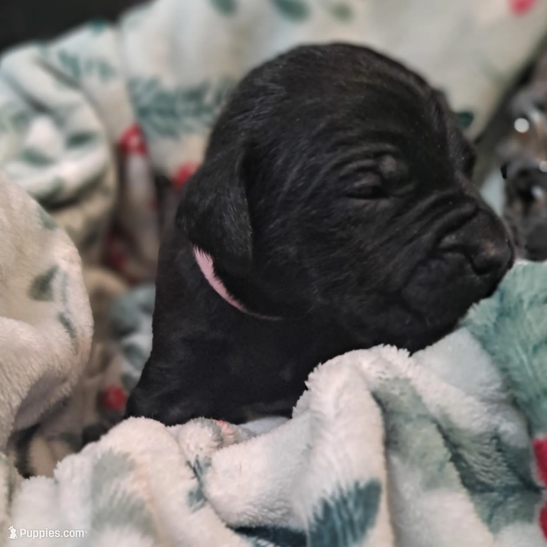 Pink Collar - Female