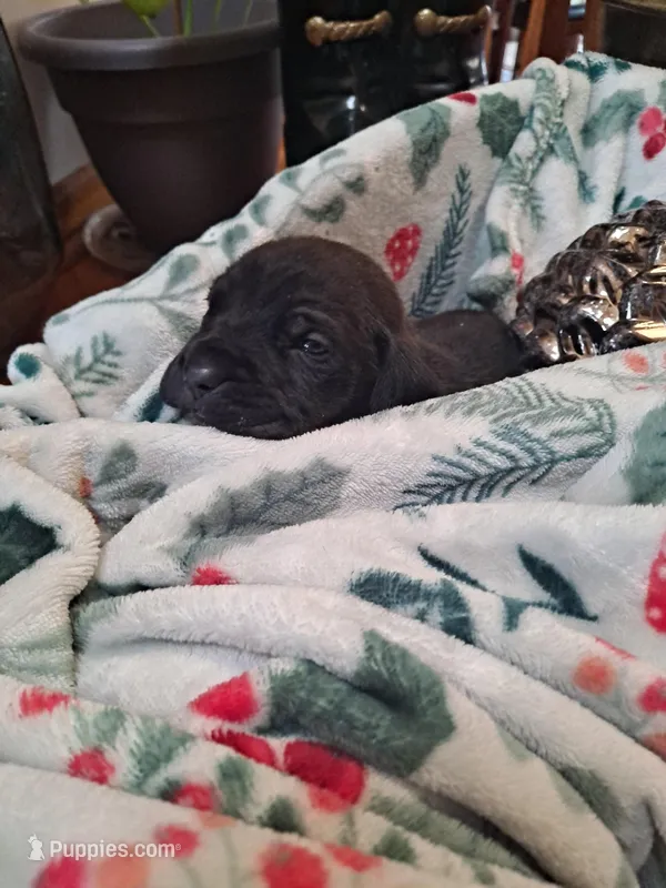 Pink Collar - Female / Black