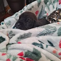 Pink Collar - Female / Black, a female Cane Corso for sale in Waldorf, MD – Photo 1 of 3