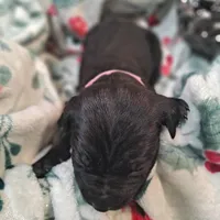 Pink Collar - Female / Black, a female Cane Corso for sale in Waldorf, MD – Photo 3 of 3