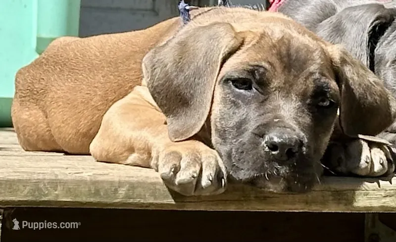 Tan Collar- Fawn- Male – Cane Corso puppy on hold in Waldorf, MD