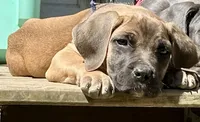 Tan Collar- Fawn- Male, a male Cane Corso for sale in Waldorf, MD – 1 of 9