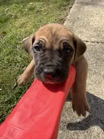Tan Collar- Fawn- Male, a male Cane Corso for sale in Waldorf, MD – Photo 1 of 3