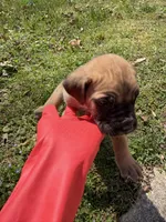 Tan Collar- Fawn- Male, a male Cane Corso for sale in Waldorf, MD – Photo 2 of 3