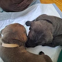 Black Collar - Male / Blue, a male Cane Corso for sale in Waldorf, MD – Photo 1 of 2