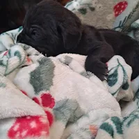 Mint Collar - Female / Black, a female Cane Corso for sale in Waldorf, MD – Photo 3 of 4