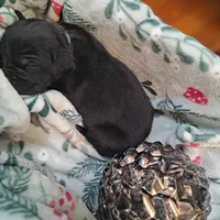 Mint Collar - Female / Black, a female Cane Corso for sale in Waldorf, MD – Photo 4 of 4