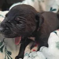 Mint Collar - Female / Black, a female Cane Corso for sale in Waldorf, MD – Photo 1 of 4