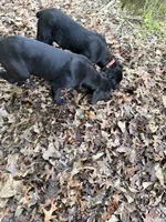 Pink Collar - Female / Black Brindle, a female Cane Corso for sale in Waldorf, MD – 4 of 7