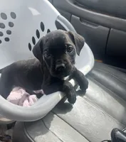 Green Collar - Male- Black Coat, a male Cane Corso for sale in Waldorf, MD – 1 of 7