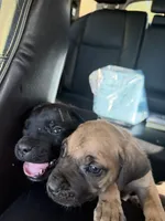 Tan Collar- Fawn- Male, a male Cane Corso for sale in Waldorf, MD – 7 of 7