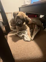 Tan Collar- Fawn- Male, a male Cane Corso for sale in Waldorf, MD – 5 of 7