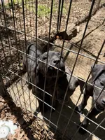 Red Collar - Male / Black, a male Cane Corso for sale in Waldorf, MD – 6 of 9