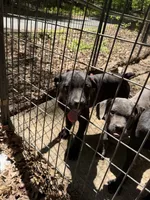 Red Collar - Male / Black, a male Cane Corso for sale in Waldorf, MD – 7 of 9