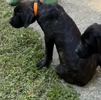 Brown Collar- Brindle Male, a male Cane Corso for sale in Waldorf, MD – 2 of 2