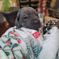 Green Collar - Male / Blue, a male Cane Corso for sale in Waldorf, MD – Photo 2 of 3