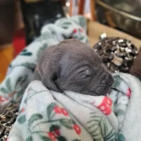 Green Collar - Male / Blue, a male Cane Corso for sale in Waldorf, MD – Photo 3 of 3