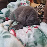 Green Collar - Male / Blue, a male Cane Corso for sale in Waldorf, MD – Photo 1 of 3