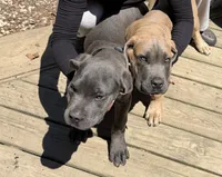 Green Collar - Male / Blue, a male Cane Corso for sale in Waldorf, MD – 6 of 6