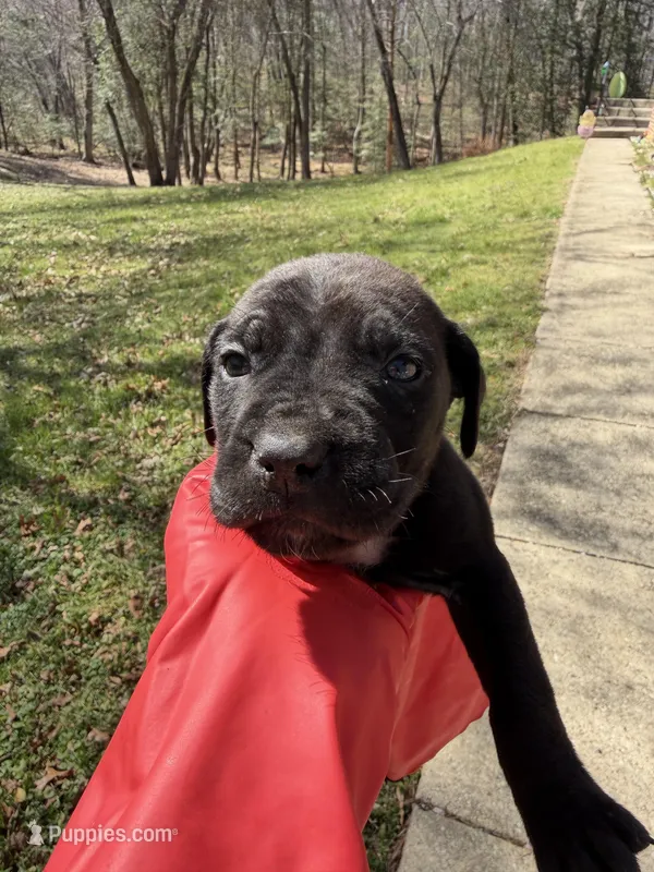 Green Collar - Male- Black Coat – Cane Corso puppy for sale in Waldorf, MD