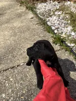 Green Collar - Male- Black Coat, a male Cane Corso for sale in Waldorf, MD – Photo 2 of 4