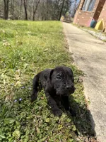 Green Collar - Male- Black Coat, a male Cane Corso for sale in Waldorf, MD – Photo 3 of 4