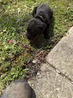 Green Collar - Male- Black Coat, a male Cane Corso for sale in Waldorf, MD – Photo 4 of 4