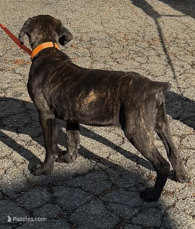Brown Collar- Brindle Male – Cane Corso puppy for sale in Waldorf, MD