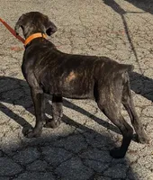 Brown Collar- Brindle Male, a male Cane Corso for sale in Waldorf, MD – 1 of 2