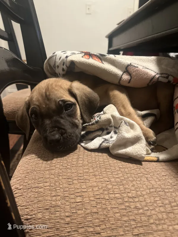 Tan Collar- Fawn- Male – Cane Corso puppy for sale in Waldorf, MD