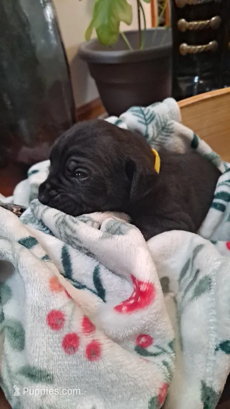 Yellow Collar - Female