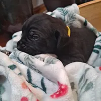 Yellow Collar - Female / Black, a female Cane Corso for sale in Waldorf, MD – Photo 1 of 4