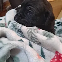 Yellow Collar - Female / Black, a female Cane Corso for sale in Waldorf, MD – Photo 2 of 4