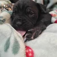 Yellow Collar - Female / Black, a female Cane Corso for sale in Waldorf, MD – Photo 3 of 4