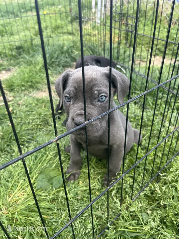 Purple Collar- Female- Blue Coat – Cane Corso puppy for sale in Waldorf, MD