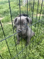 Purple Collar- Female- Blue Coat, a male Cane Corso for sale in Waldorf, MD – 1 of 9