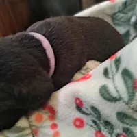 Purple Collar - Female / Black, a female Cane Corso for sale in Waldorf, MD – Photo 5 of 5