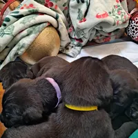 Purple Collar - Female / Black, a female Cane Corso for sale in Waldorf, MD – Photo 4 of 5